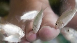 Fish pedicure