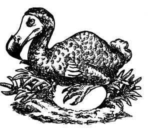 dodo1